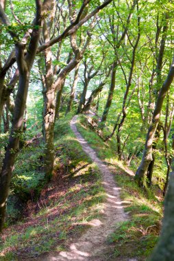 Eski kayın ormanları, Ruegen adaları, Almanya