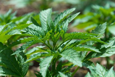 Rif Bölgesi, Fas 'taki genç marihuana bitkileri