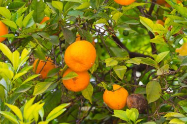 Marakeş, Fas yakınlarındaki ağaçta portakallar