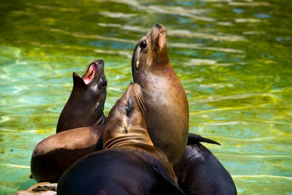 Famiglia Leoni Marini Californiani Zalophus Californianus Allo Zoo Tedesco — Foto Stock