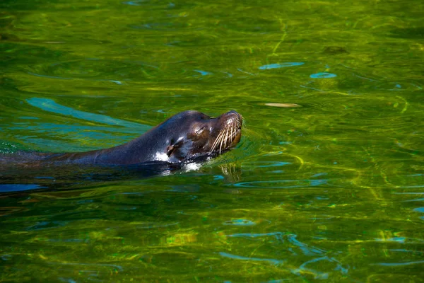 swimming california sea lion (Zalophus californianus)