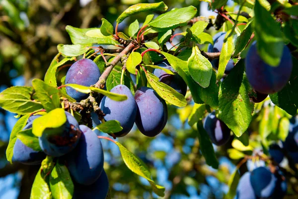 Branch Ripe Plums German Autumn Orchard — Stock Photo, Image