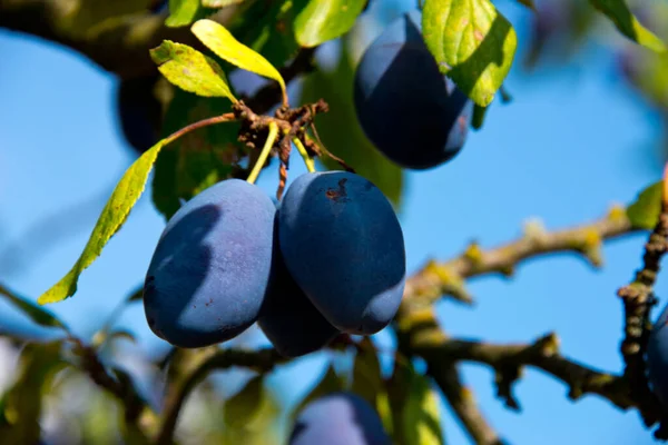 Branch Ripe Plums German Autumn Orchard — Stock Photo, Image