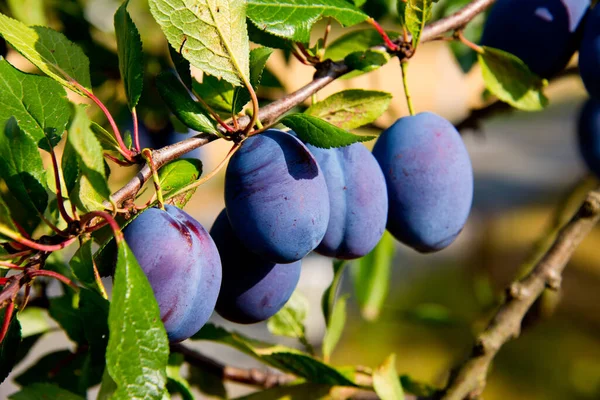 Branch Ripe Plums German Autumn Orchard — Stock Photo, Image