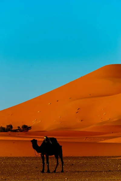 Kameler För Guidade Sahara Turer Erg Chebbi Morocco — Stockfoto