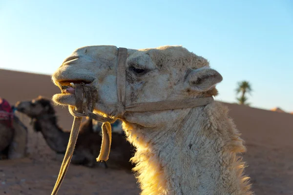 Kameler För Guidade Sahara Turer Erg Chebbi Morocco — Stockfoto