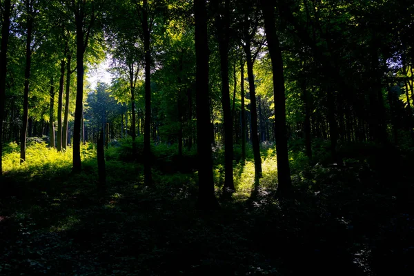 Ancient Beech Forest Ruegen Islans Germany — Stock Photo, Image