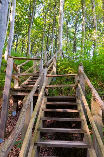 Bosque Haya Antiguo Isleños Ruegos Alemania — Foto de Stock