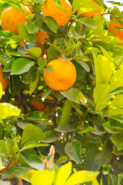 Laranjas Árvore Perto Marraquexe Morocco — Fotografia de Stock