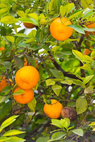 Laranjas Árvore Perto Marraquexe Morocco — Fotografia de Stock