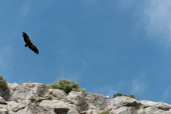 スペインのアンダルシアのシエラ グラザレマ山脈の山岳地帯でハゲタカを飛ばしています — ストック写真