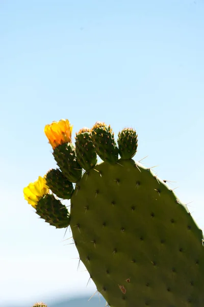 Blooms Cactus Pear Rif Region Morocco Stock Image