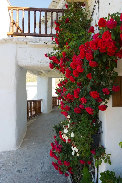 Rambler Rose Capileira Città Sierra Nevada Spagna — Foto Stock