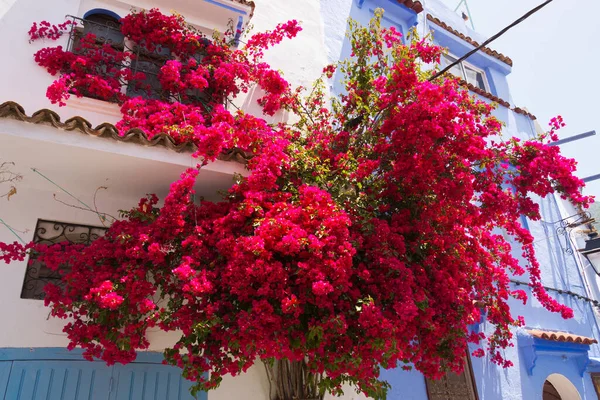 Květiny Chefchaouenu Morocco — Stock fotografie