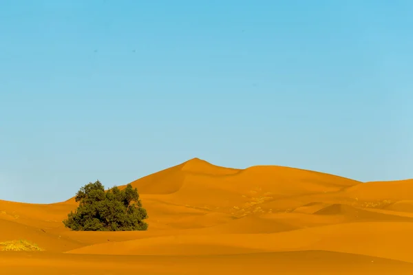 Sahara Sanddyner Erg Chebbi Morocco — Stockfoto