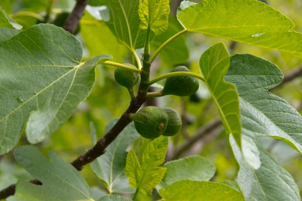 Branch Figs Andalusia Spain — Stock Photo, Image