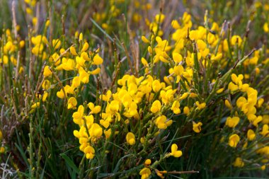 İspanya süpürgesi (genista hispanica) Sierra Nevada, İspanya