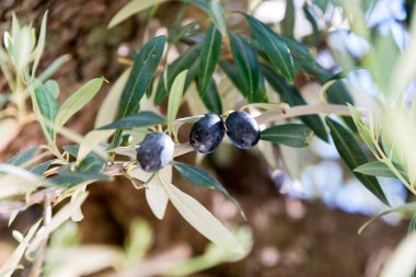 Endülüs, İspanya 'da ağaçta zeytin