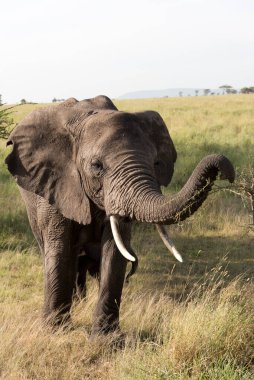 Serengeti Ulusal Parkı, Tanzanya 'da tek bir fil