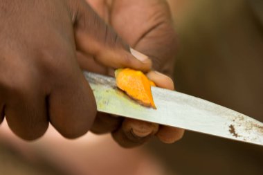 Zanzibar Baharat Çiftliği 'nde tarım işçisi. Güdümlü baharat turu sırasında taze toplanmış kökü sunar.