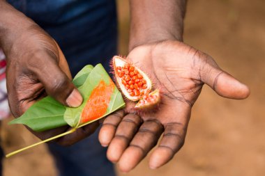 Zanzibar Baharat Çiftliği 'nde tarım işçisi. Rehberli bir baharat turu sırasında yeni toplanan anatto gıda boyama tohumu sunuyor.