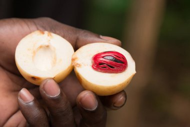Zanzibar Baharat Çiftliği 'nde tarım işçisi rehberli baharat turu sırasında yeni toplanmış hindistan cevizi ve topuzu sunar.