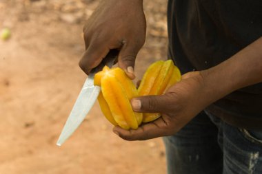 Zanzibar Baharat Çiftliği 'nde tarım işçisi rehberli baharat turu sırasında yeni toplanmış Carambolas' ı sunuyor.