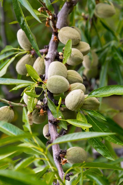 Almonds Tree Andalusia Spain — Stock Photo, Image