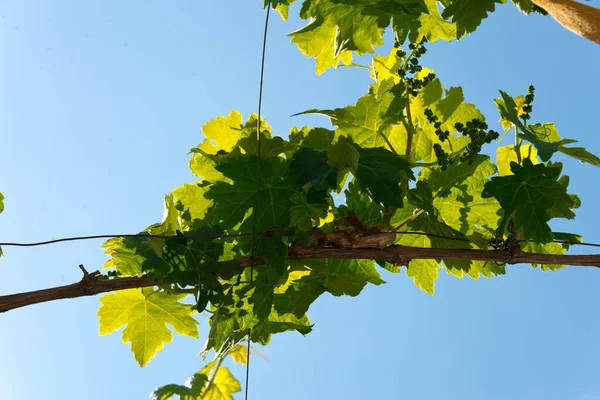 Pergola Vines Andalusia Spain — Stock Photo, Image