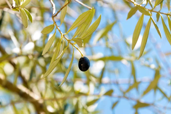 スペインのアンダルシアの木のオリーブ — ストック写真