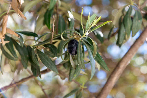 Olives Tree Andalusia Spain — Stock Photo, Image