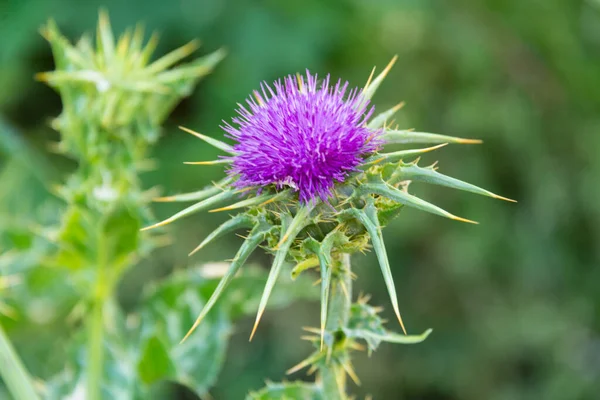 thistle in sierra nevada, andalusia, spain