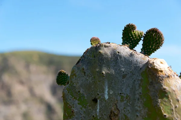 Brotes Cactus Higo Andalusia España — Foto de Stock