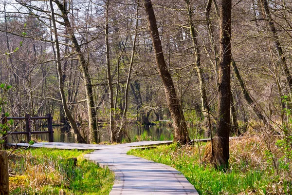 Camino Por Bosque Primavera —  Fotos de Stock