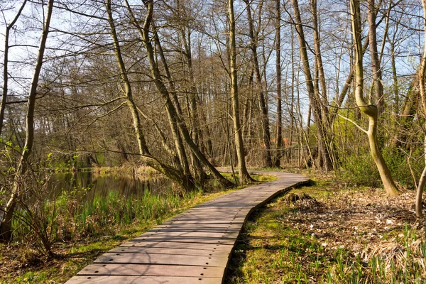 Camino Por Bosque Primavera — Foto de Stock