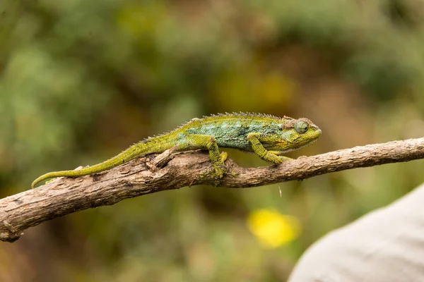 Chameleon Větvičce Horách Ruwenzori Uganda — Stock fotografie