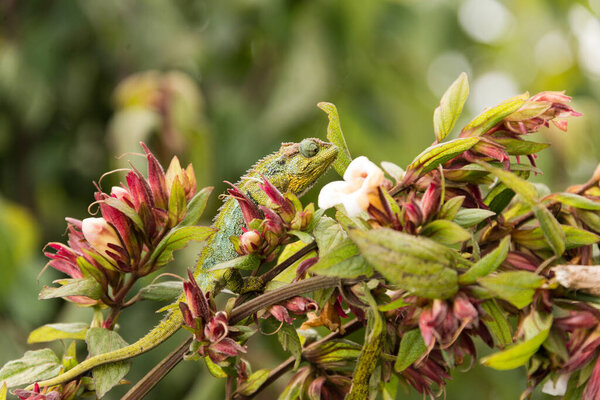 chameleon on twig in ruwenzori mountains, uganda