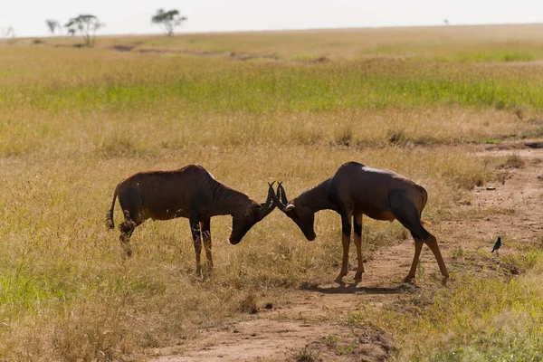 Twee Vechtende Topi Antilopen Serengeti National Park Tanzania — Stockfoto