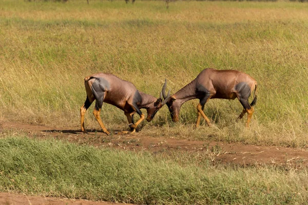 Два Боевых Топи Антилопы Национальном Парке Серенгети Танзания — стоковое фото