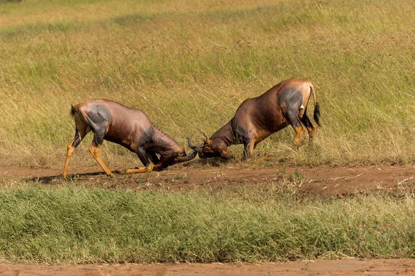 Twee Vechtende Topi Antilopen Serengeti National Park Tanzania — Stockfoto