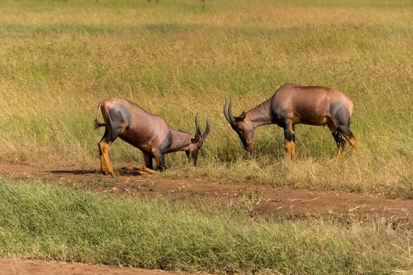 Két Harci Topi Antilop Serengeti Nemzeti Parkban Tanzániában — Stock Fotó
