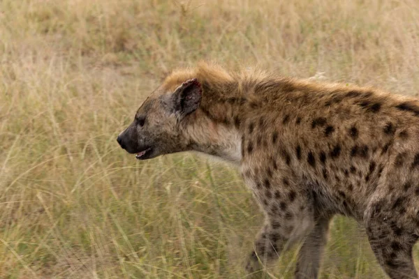 Gefleckte Hyäne Crocuta Crocuta Serengeti Nationalpark Tansania — Stockfoto
