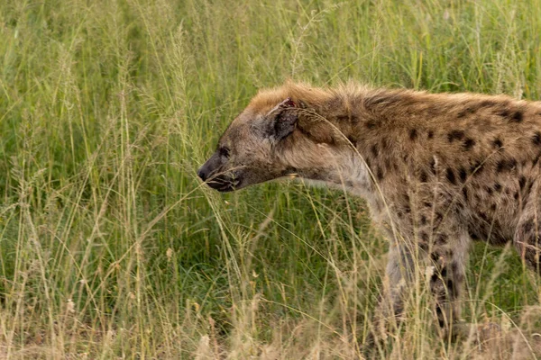 Foltos Hiéna Crocuta Crocuta Tanzániai Serengeti Nemzeti Parkban — Stock Fotó