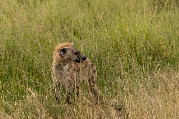 Serengeti Milli Parkı Tanzanya Benekli Sırtlan Crocuta Crocuta — Stok fotoğraf