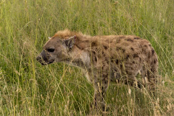 Gefleckte Hyäne Crocuta Crocuta Serengeti Nationalpark Tansania — Stockfoto