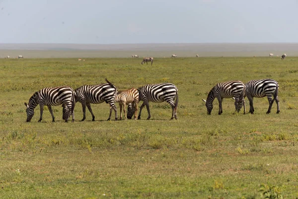 Manada Cebras Parque Nacional Del Serengeti Tanzania —  Fotos de Stock