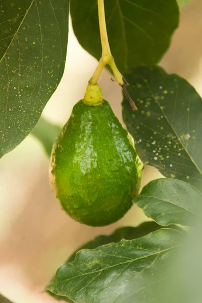 Ripe Avocado Tree Zanzibar Spice Crop Plantation — Stock Photo, Image