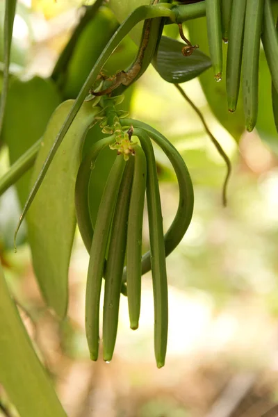 Banda Vanilkových Lusků Větvičce Plantáži Zanzibarského Koření — Stock fotografie