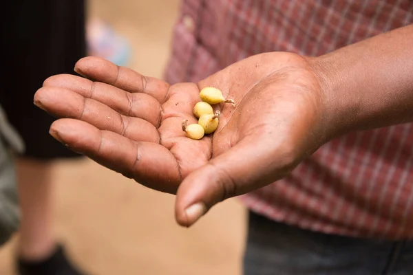 Zanzibár Fűszerültetvényen Dolgozó Mezőgazdasági Munkás Aki Egy Vezetett Fűszertúra Során — Stock Fotó