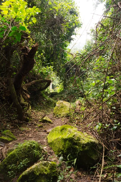 Sendero Las Montañas Ruwenzori Uganda —  Fotos de Stock